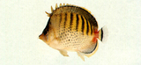 中文種名:點斑橫帶蝴蝶魚