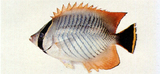中文種名:川紋蝴蝶魚