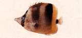 中文種名:烏利蝴蝶魚