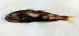 中文種名:黑叉齒魚
