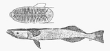 中文種名:澳洲短印魚