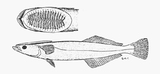 中文種名:短臂短印魚