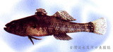 中文種名:花錐脊塘鱧