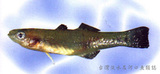 中文種名:似鯉黃黝魚