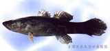 中文種名:斑駁尖塘鱧