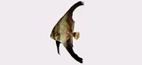 中文種名:圓翅燕魚