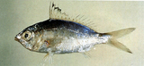 中文種名:奧奈鑽嘴魚