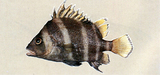中文種名:臀斑髭鯛