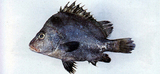 中文種名:黑鰭髭鯛