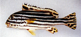 中文種名:條紋胡椒鯛