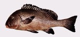 中文種名:條斑胡椒鯛