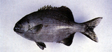 中文種名:天竺舵魚