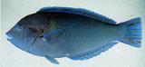 中文種名:青斑阿南魚