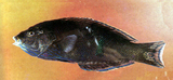 中文種名:蟲紋阿南魚