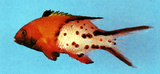 中文種名:燕尾狐鯛
