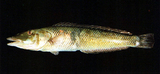 中文種名:管唇魚