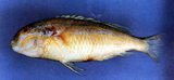 中文種名:紫紋豬齒魚
