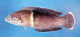 中文種名:紅喉盔魚