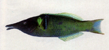 中文種名:雜色尖嘴魚