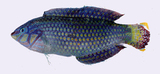 中文種名:珠光海豬魚