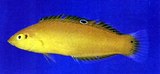 中文種名:黃身海豬魚