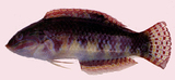 中文種名:斑點海豬魚