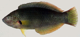 中文種名:黑腕海豬魚