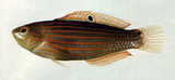 中文種名:黑尾海豬魚
