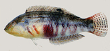 中文種名:雲紋海豬魚