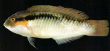 中文種名:頸帶海豬魚