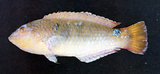中文種名:三斑海豬魚