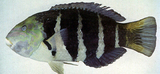 中文種名:條紋半裸魚