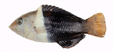 中文種名:黑鰭半裸魚
