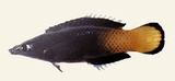 中文種名:雙色裂唇魚