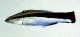 中文種名:裂唇魚