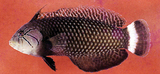 中文種名:帶尾新隆魚