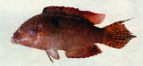 中文種名:雙斑尖唇魚