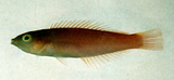 中文種名:細尾擬海豬魚