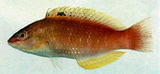 中文種名:西氏擬隆頭魚