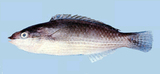 中文種名:虹紋紫胸魚