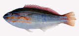 中文種名:三線紫胸魚