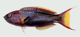 中文種名:胸斑錦魚