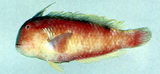 中文種名:紅連鰭唇魚