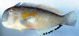 中文種名:黑斑頸鰭魚