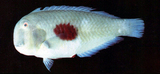 中文種名:彩虹連鰭唇魚