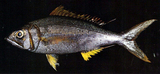 中文種名:欖色細齒笛鯛