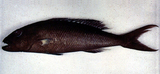 中文種名:藍短鰭笛鯛