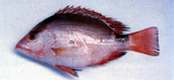 中文種名:赤鰭笛鯛