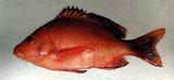 中文種名:隆背笛鯛