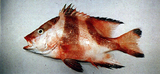 中文種名:川紋笛鯛